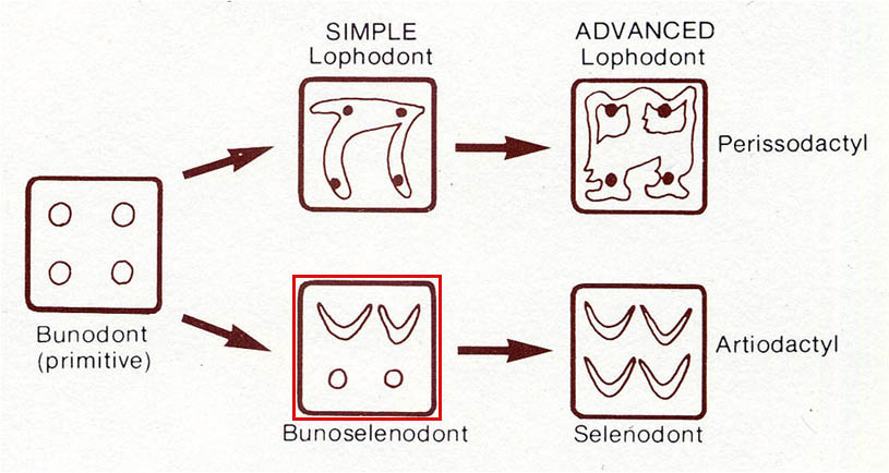 evol denti ungulati